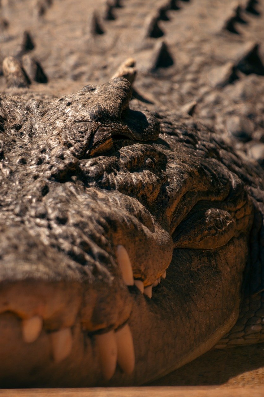crocodile-9846341_1280